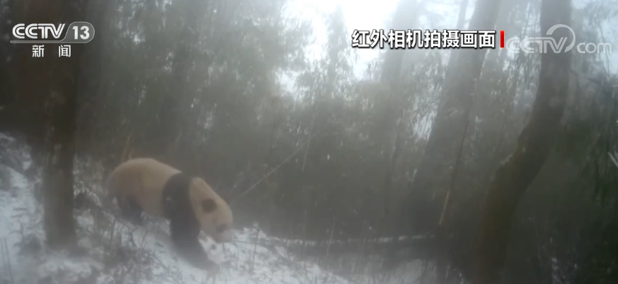 四川瓦屋山半个月内拍到三只野生大熊猫活动珍贵视频