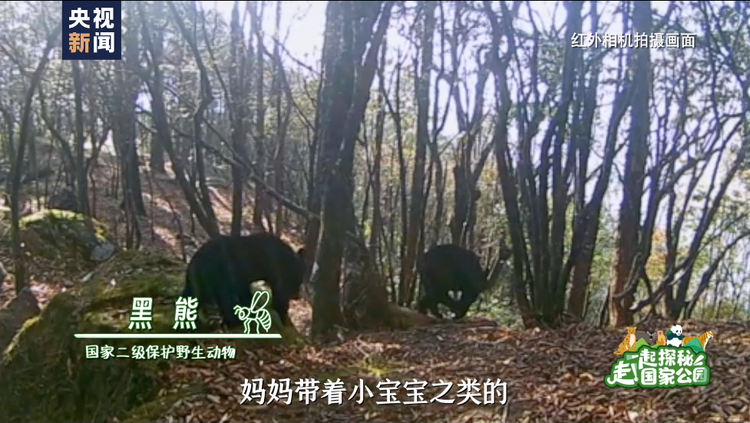 走！一起探秘国家公园丨人在草木间