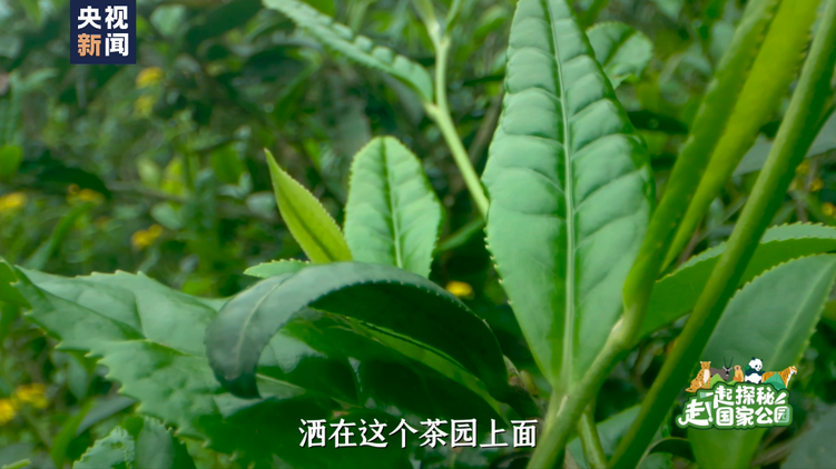 走！一起探秘国家公园丨人在草木间