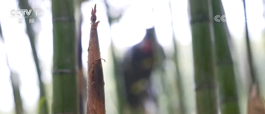 春风吹暖春经济 | 尝鲜!时令春菜正热销