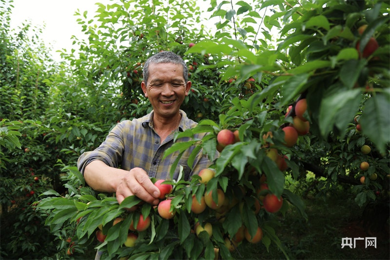 夏收现场丨甜香满园！瓜果茶蔬采摘忙