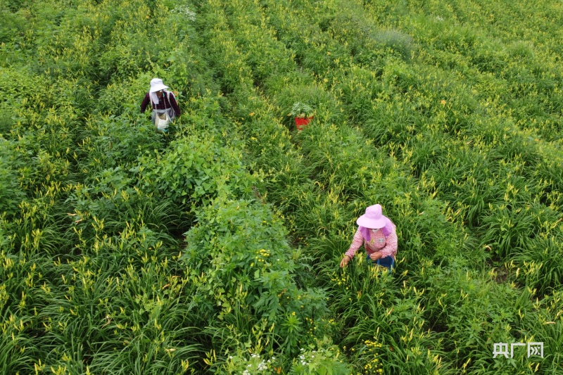 夏收现场丨甜香满园！瓜果茶蔬采摘忙