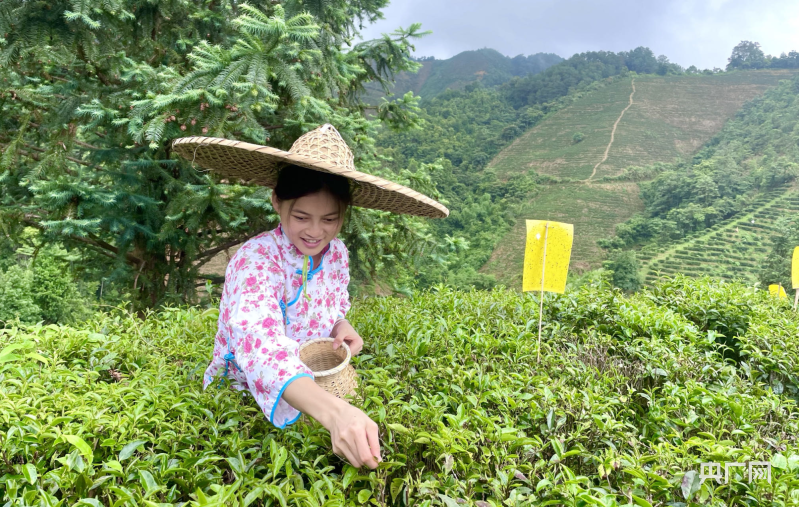 夏收现场丨甜香满园！瓜果茶蔬采摘忙
