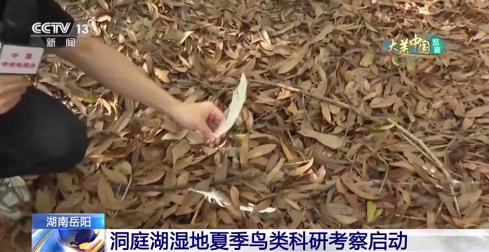 这里为何被誉为“候鸟天堂”？走进洞庭湖湿地的鹭鸟巢区