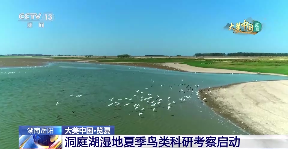 这里为何被誉为“候鸟天堂”？走进洞庭湖湿地的鹭鸟巢区
