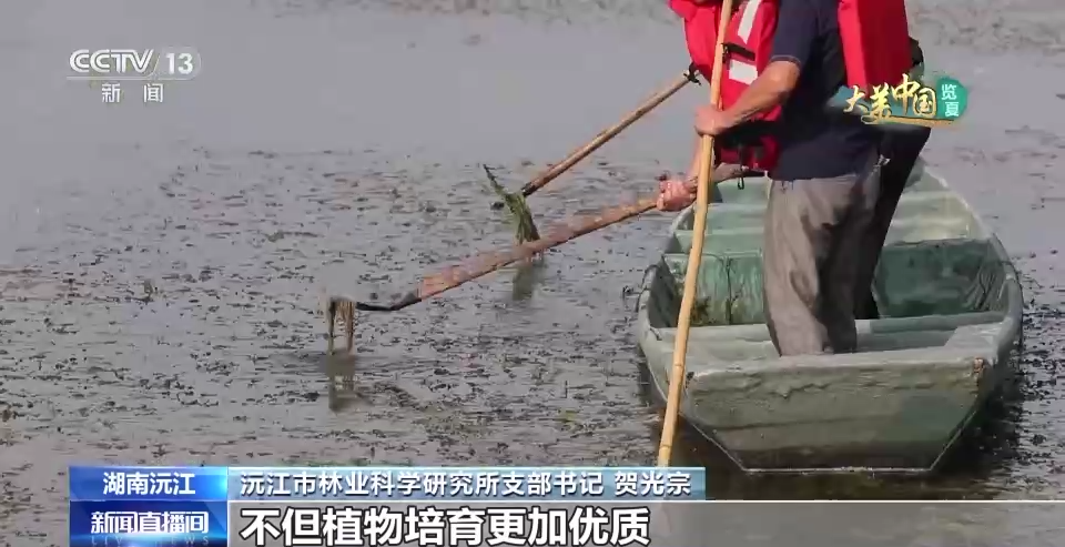 这里为何被誉为“候鸟天堂”？走进洞庭湖湿地的鹭鸟巢区