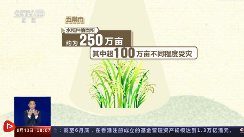透过数据看真相：五常大米受灾严重吗？是否会给餐桌带来影响？