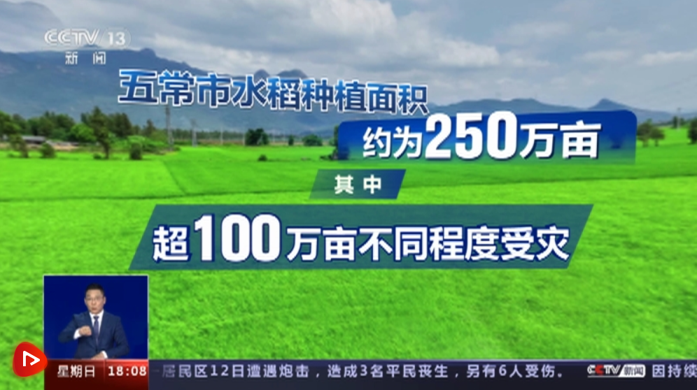 透过数据看真相：五常大米受灾严重吗？是否会给餐桌带来影响？