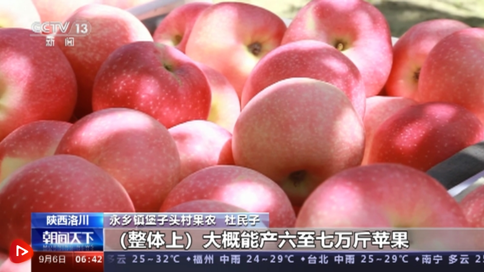 村里采摘忙 村外交易旺 陕西洛川早熟苹果迎丰收