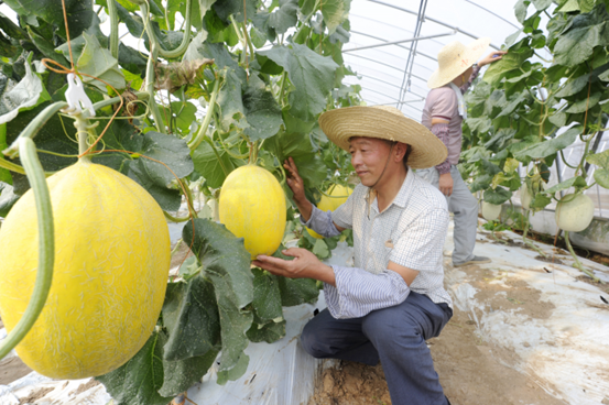 【大国新村：沿着总书记的足迹】江苏张家港：“双引双融”走深走活乡村善治路