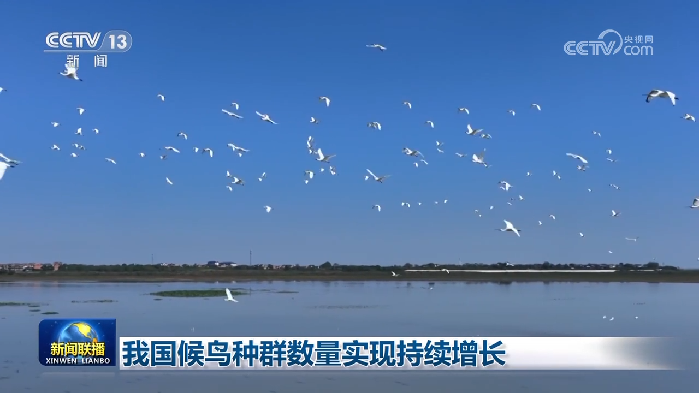 我国候鸟种群数量实现持续增长