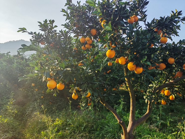 走进赣南脐橙生产基地武阳镇：“橙意满满”的乡村振兴之路