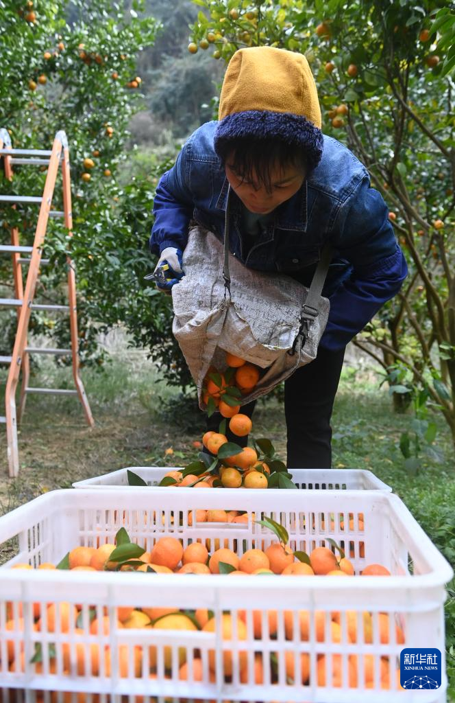 广西乐业：又是橘子收获时