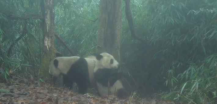 国家公园守护者 | 大熊猫的野化放归路