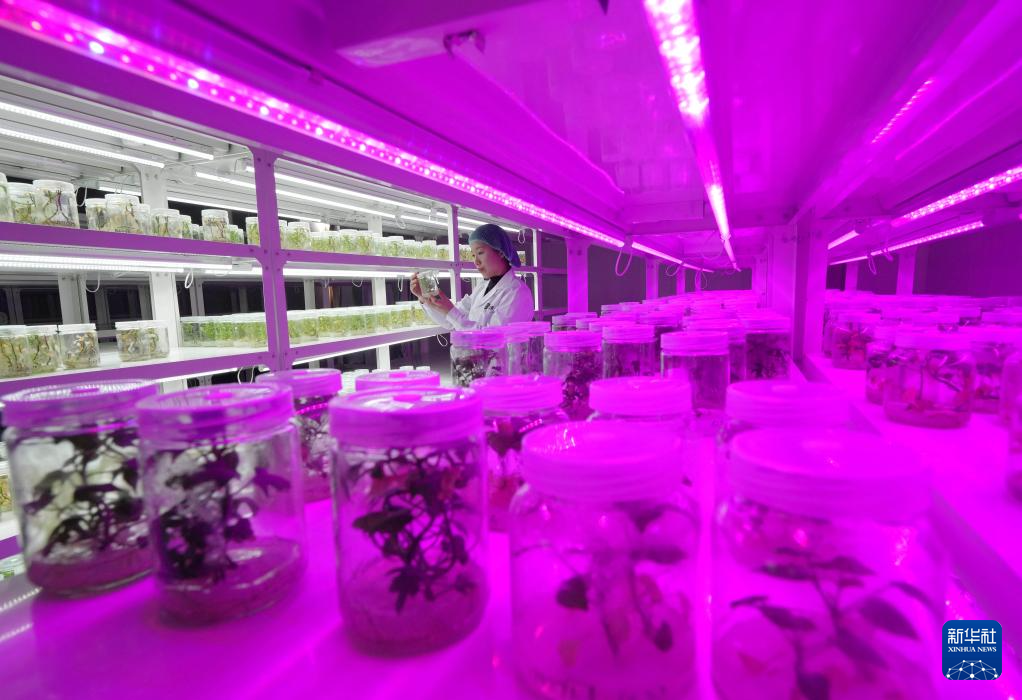 河北卢龙：甘薯苗扩繁忙
