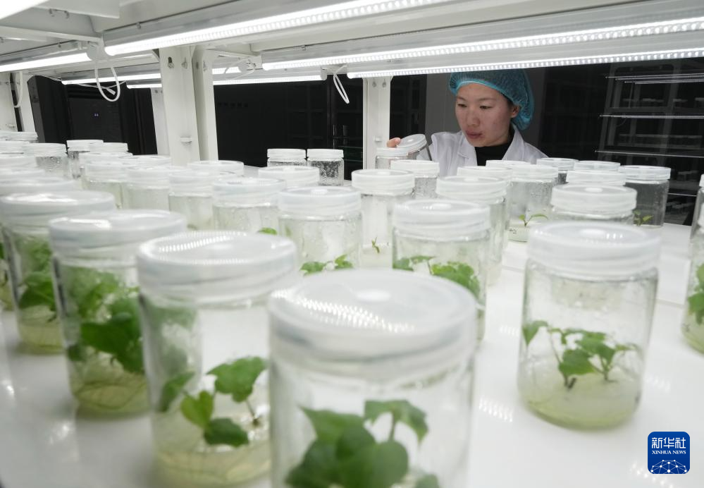 河北卢龙：甘薯苗扩繁忙