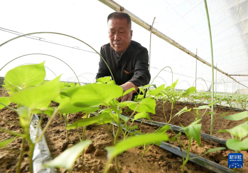 河北卢龙：甘薯苗扩繁忙