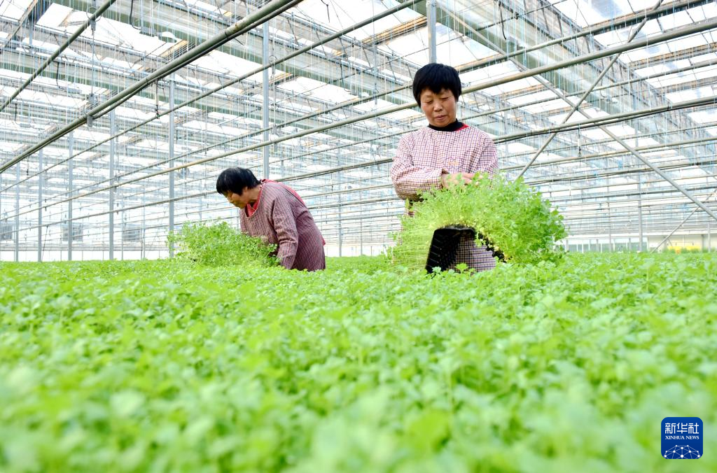 河北邢台：冬日大棚育苗忙