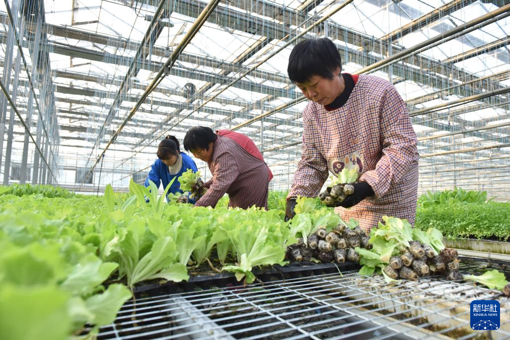 河北邢台：冬日大棚育苗忙