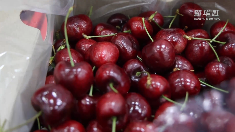 一颗车厘子,“甜”遍京津冀 一颗车厘子,“甜”遍京津冀
