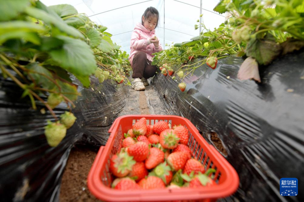 河北栾城：草莓飘香引客来