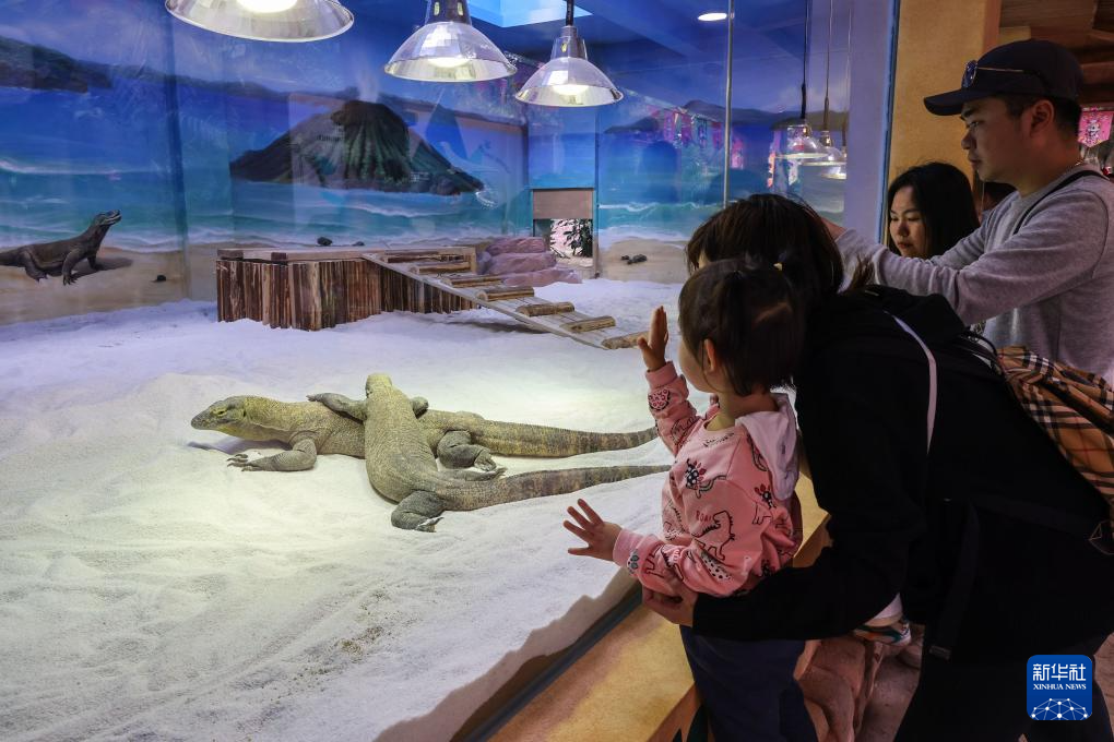 科莫多巨蜥在广州长隆亮相