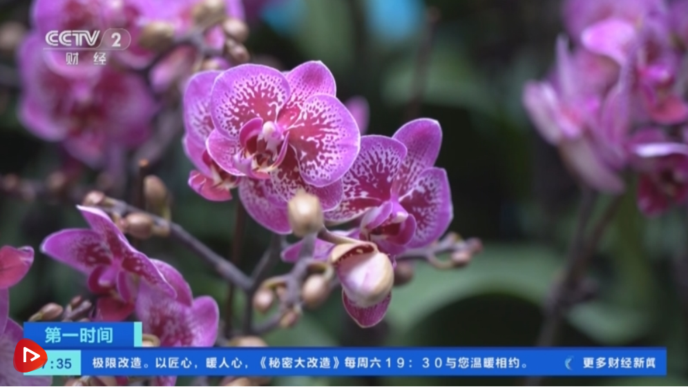 多地花市“花团锦簇”人气旺 姹紫嫣红中涌动浓浓春意