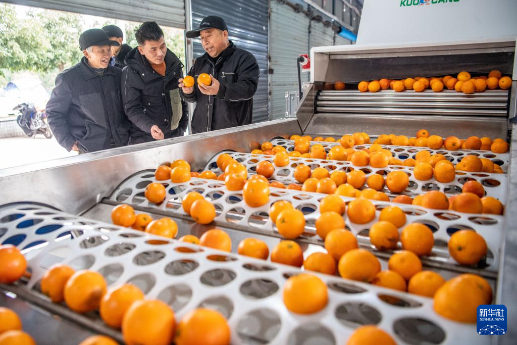 重庆垫江：柑橘陆续上市 助力乡村振兴