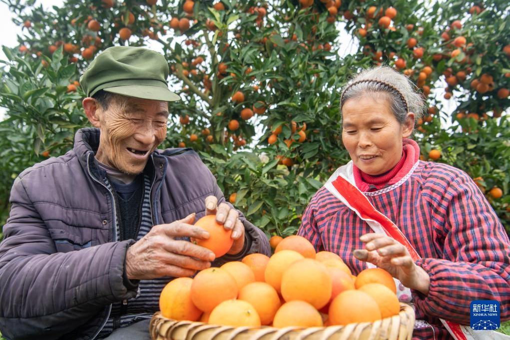 重庆垫江：柑橘陆续上市 助力乡村振兴