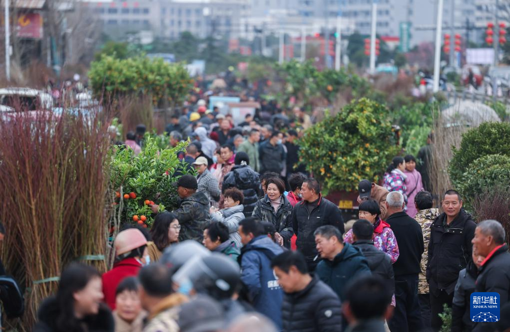 新春走基层｜浙江金华：新春苗木市场开市