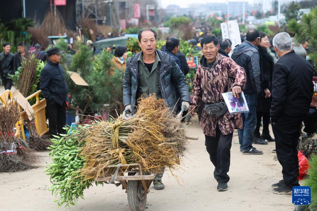 新春走基层｜浙江金华：新春苗木市场开市