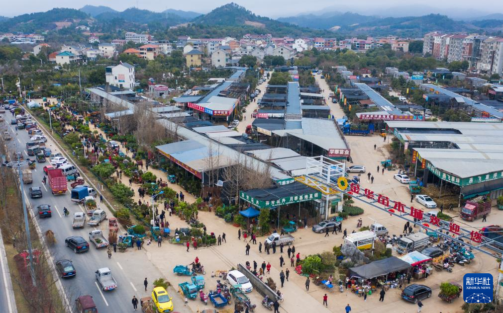 新春走基层｜浙江金华：新春苗木市场开市