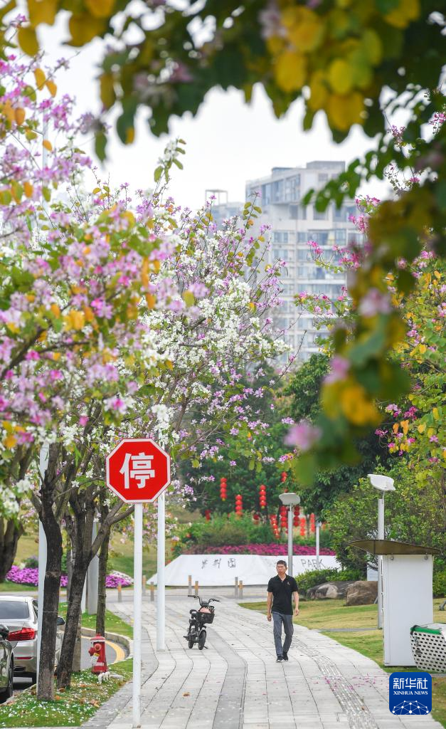 深圳：花开春意暖