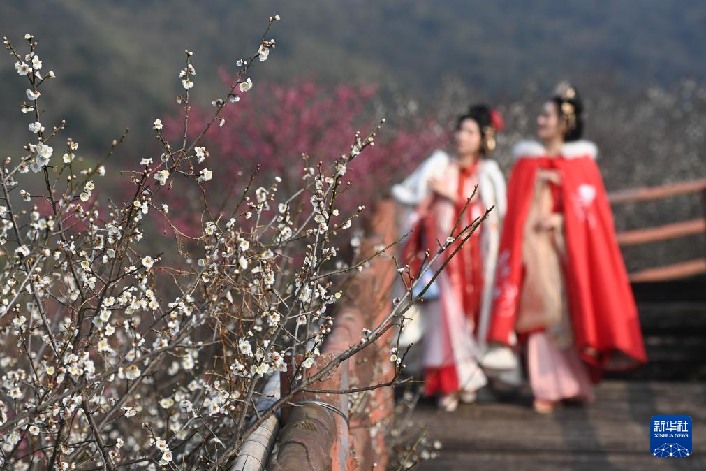 浙江湖州：梅花竞放香似海