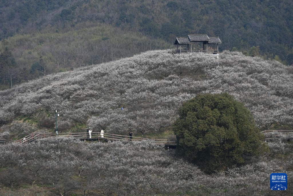 浙江湖州：梅花竞放香似海