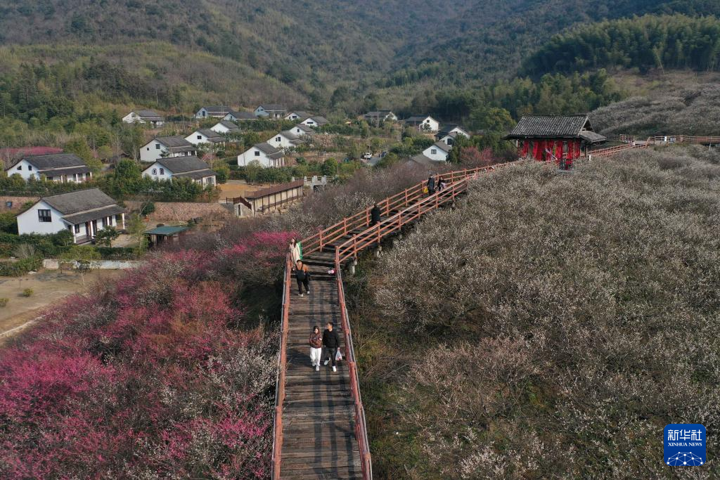 浙江湖州：梅花竞放香似海