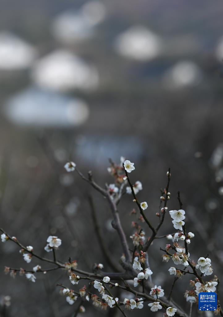 浙江湖州：梅花竞放香似海