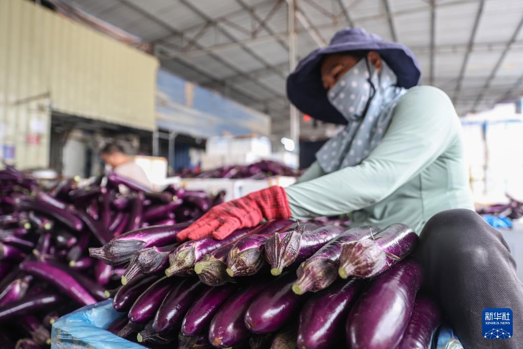 海南三亚：南菜北运交易忙