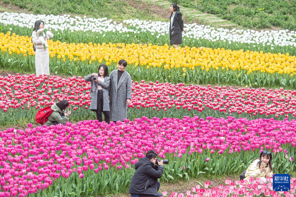 重庆长寿湖：花开迎春来