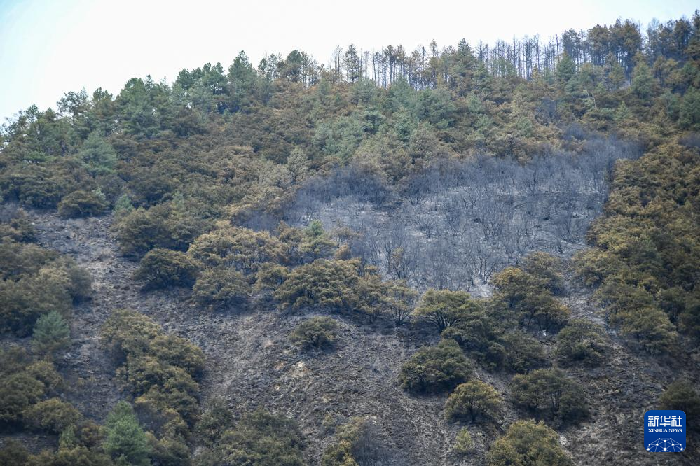 四川康定森林火灾明火已扑灭 雅江仍有断续火线
