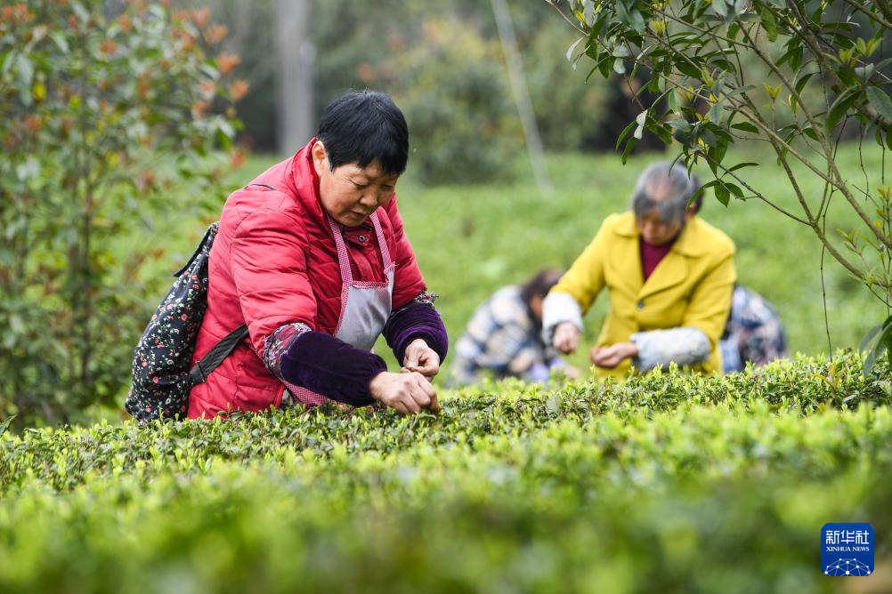 产教融合助推茶产业高质量发展