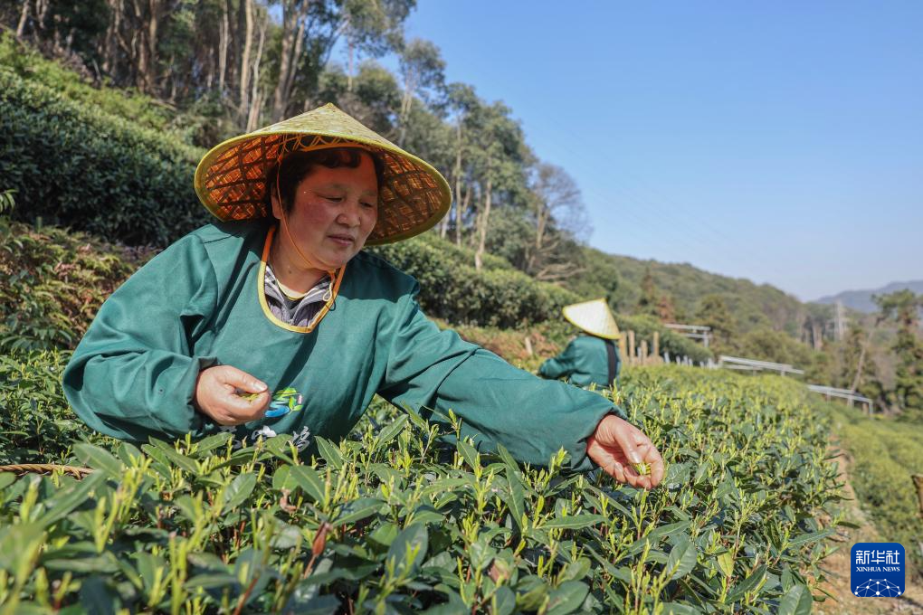 西湖龙井茶“春分”开采