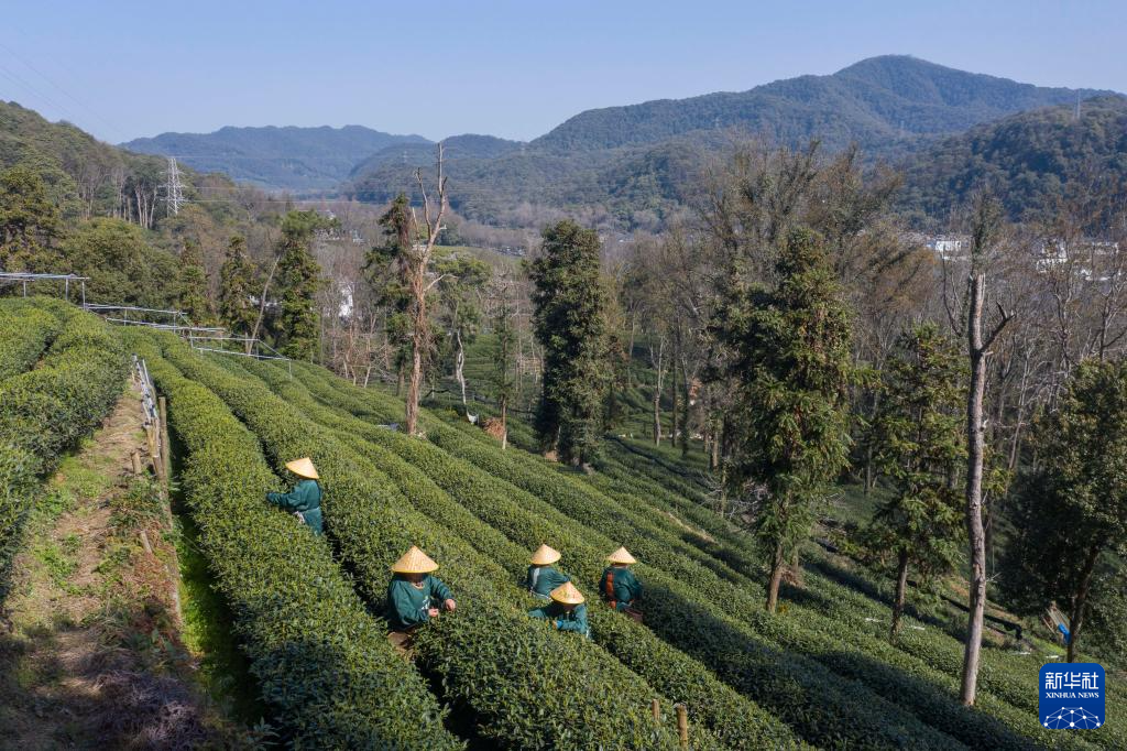 西湖龙井茶“春分”开采