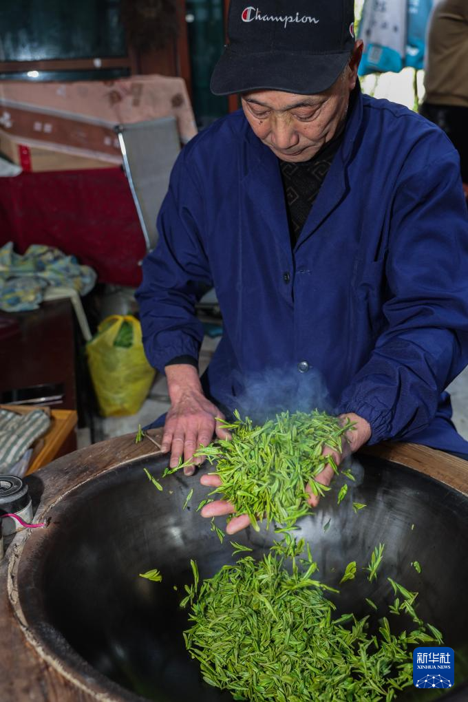 西湖龙井茶“春分”开采