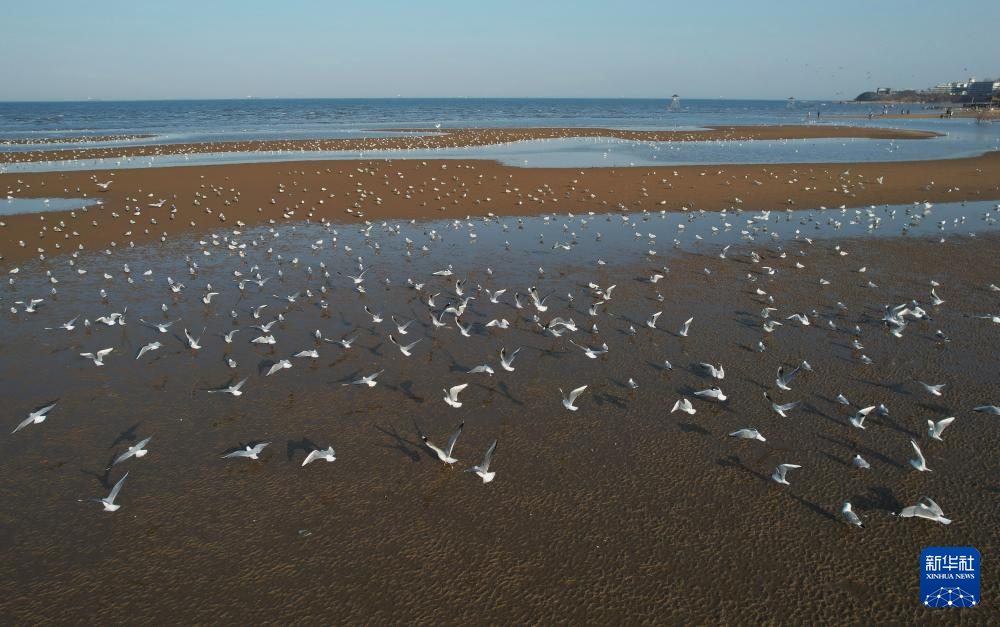 北戴河：万鸟翔集生态美
