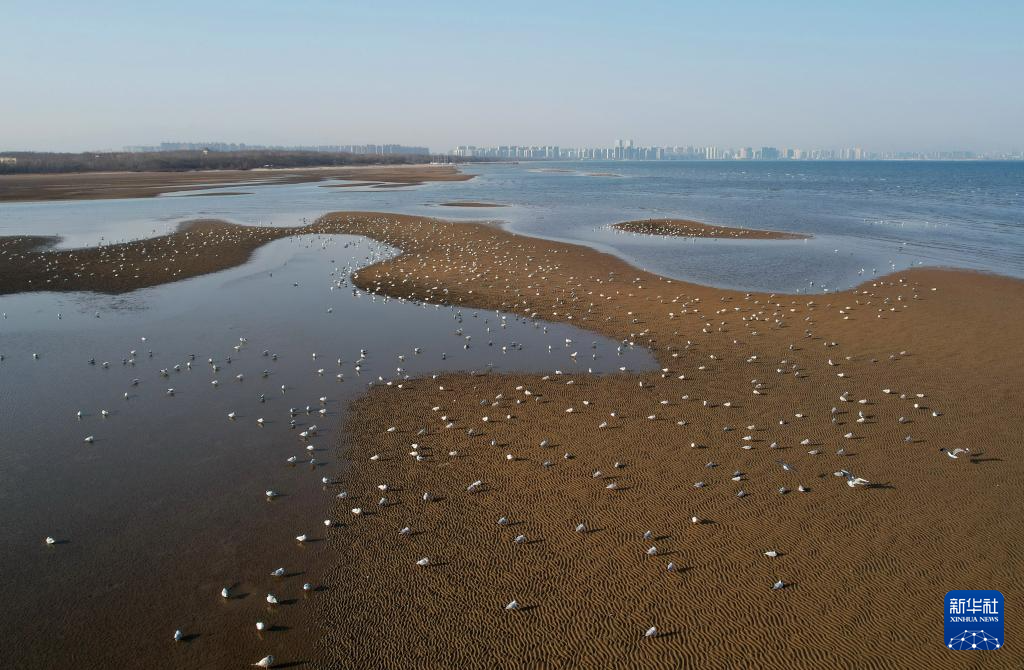 北戴河：万鸟翔集生态美