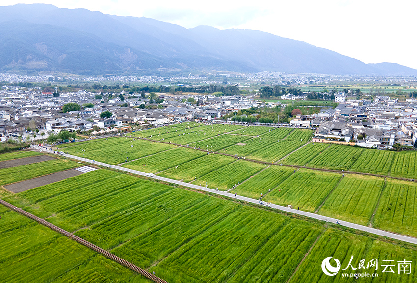 半岛综体育app洱海之畔风光好生态田园醉游人(图7)