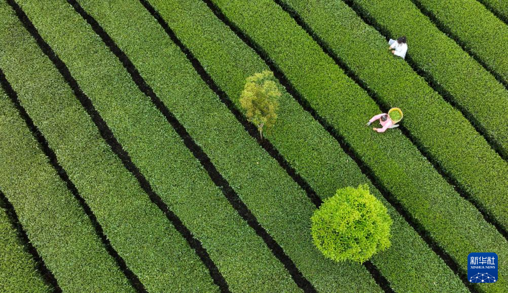 贵州凤冈：“生态茶”产业成为村民增收的重要产业