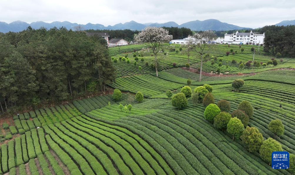 贵州凤冈：“生态茶”产业成为村民增收的重要产业