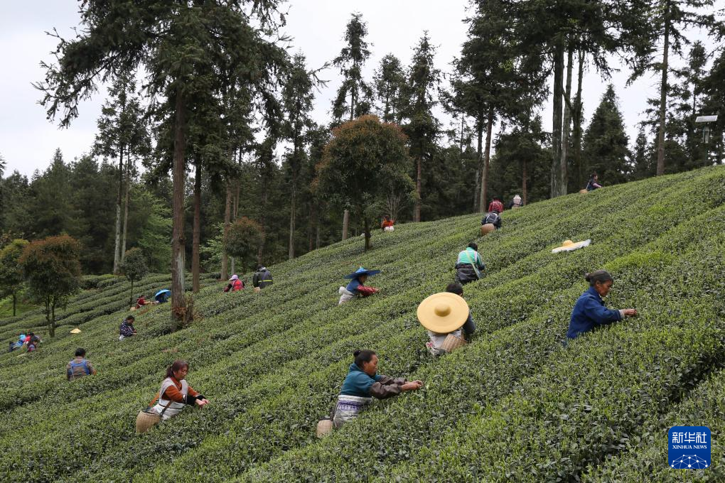 贵州凤冈：“生态茶”产业成为村民增收的重要产业